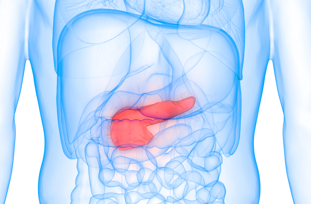 A digital illustration of a pancreas in the human anatomy